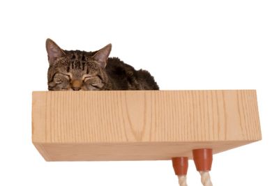 Image showing  Real Wood Wall Series Soft Wall-Mounted Cat Climbing Ladder, 28 in. x 8 in.