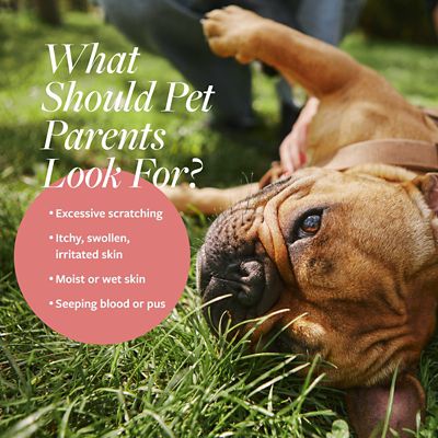 Image showing  Hot Spot and Itch Relief Medicated Spray for Dogs and Cats, 8 oz.