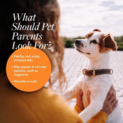 Image showing  Antiseptic and Antifungal Medicated Pet Spray, 8 oz.