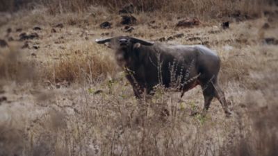 Image showing  458 Winchester 500 gr DGX Bonded Ammunition, 85834