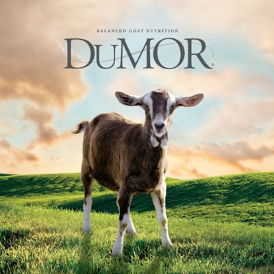 Image showing  Goat Mineral Block