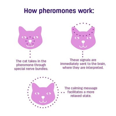 Image showing  Classic Cat Drug-Free Calming Diffuser Refill, 48 mL