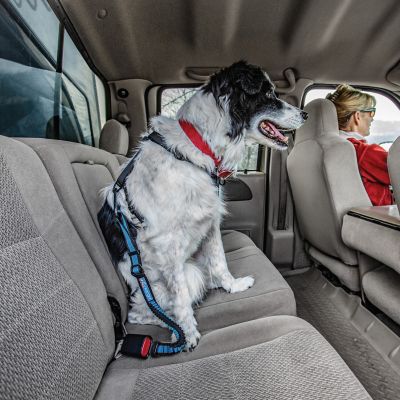 Image showing  Direct to Seatbelt Dog Bungee Tether
