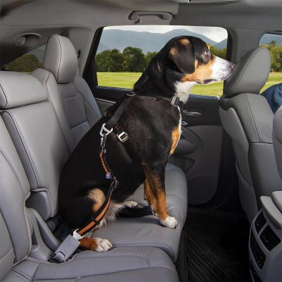 Image showing  Direct to Dog Seatbelt Swivel Tether, Orange