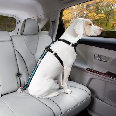 Image showing  Direct to Dog Seatbelt Tether Coastal Blue