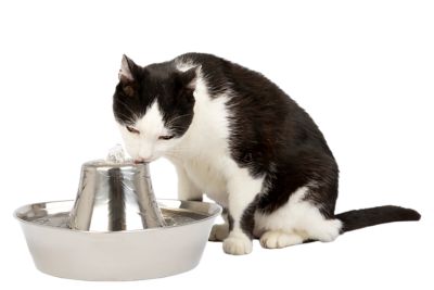 Image showing 6 th PetSafe Seaside Stainless Pet Fountain, 60 oz.