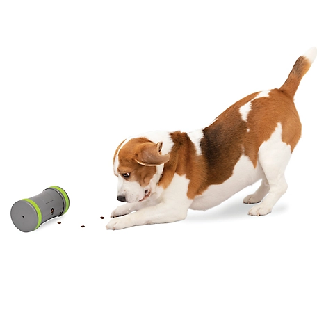 PetSafe Kibble Chase Roaming Treat Dropper Interactive Dog Toy