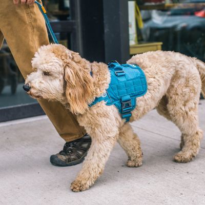 Image showing 8 th Kurgo RSG Townie Dog Harness