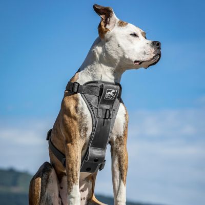 Image showing 6 th Kurgo Tru-Fit Smart Dog Harness with Quick-Release and Seatbelt Tether
