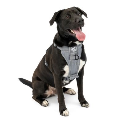 Kurgo Tru-Fit Smart Dog Harness with Quick-Release and Seatbelt Tether