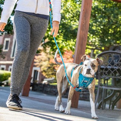 Image showing  Tru-Fit Smart Dog Harness with Quick-Release and Seatbelt Tether