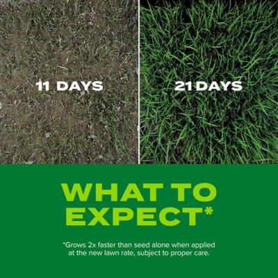 Image showing  5.6 lb. 1,845 sq. ft. Turf Builder Rapid Grass Tall Fescue Mix