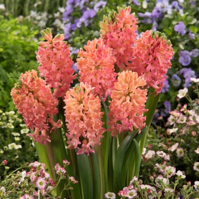 Van Zyverden Sweet Invitation Hyacinth Plant, 10 Bulbs