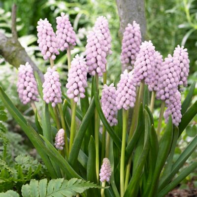 Van Zyverden Pink Sunrise Grape Hyacinth Plant, 10 Bulbs