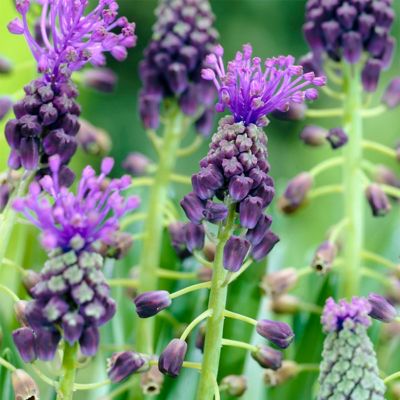 Van Zyverden Comosum Grape Hyacinth Plant, 25 Bulbs