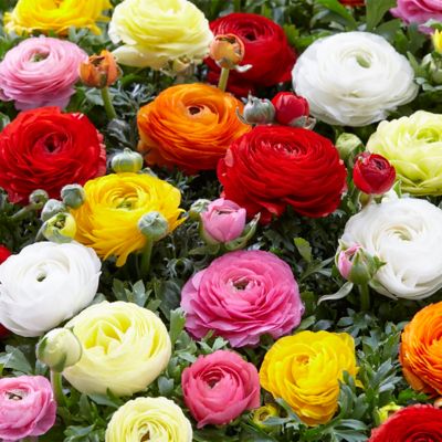 Van Zyverden Buttercup Double Blooming Ranunculus Plant Mix, 75 Bulbs