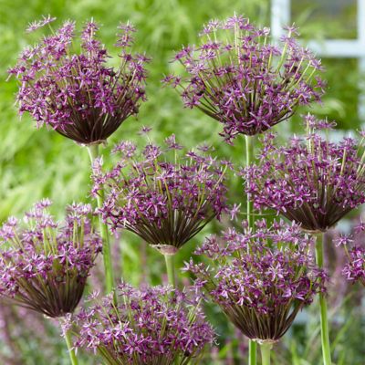 Van Zyverden Miami Allium Plant, 12 Bulbs