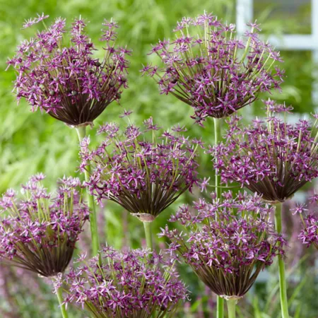 Van Zyverden Miami Allium Plant 12 bulbs Perennials