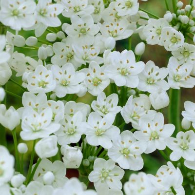 Van Zyverden Allium Plant Collection, 150 Bulbs