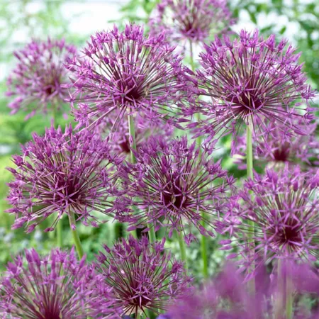 Van Zyverden Purple Rain Allium Plant 12 Bulbs Perennials