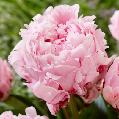 Van Zyverden Sarah Bernhardt Peony Plant, 5 Bulbs