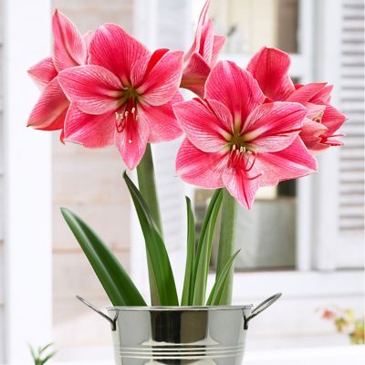 Van Zyverden Gervase Amaryllis Plant Kit with Artisan Decorative Planter