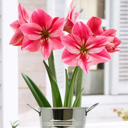 Van Zyverden Gervase Amaryllis Plant Kit with Decorative Artisan Flower Pot Perennials