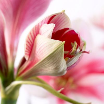 Image showing  Gervase Amaryllis Plant Kit with Artisan Decorative Planter