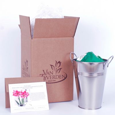 Image showing  Gervase Amaryllis Plant Kit with Artisan Decorative Planter