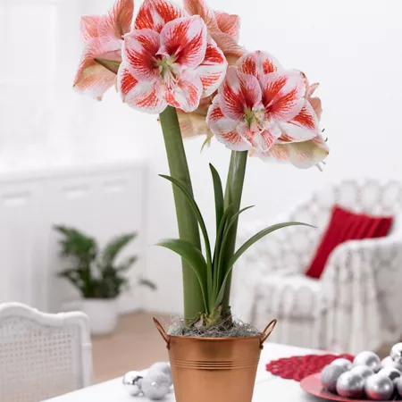 Van Zyverden Popov Amaryllis Plant Kit with Handcrafted Decorative Flower Pot Perennials