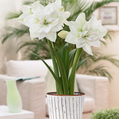 Van Zyverden White Nymph Amaryllis Plant Kit with White Chalk Metal Cachepot