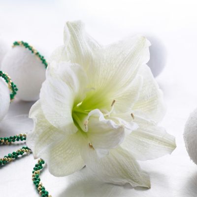 Image showing  White Nymph Amaryllis Plant Kit with White Chalk Metal Cachepot