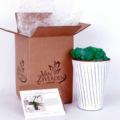 Image showing  White Nymph Amaryllis Plant Kit with White Chalk Metal Cachepot