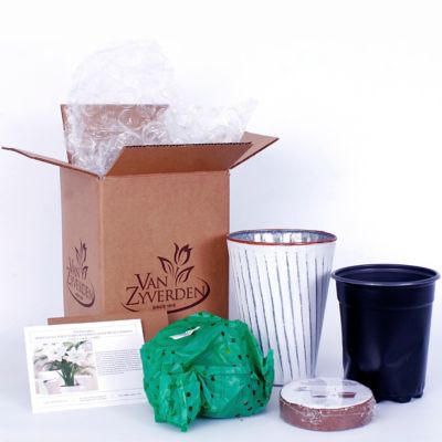 Image showing  White Nymph Amaryllis Plant Kit with White Chalk Metal Cachepot
