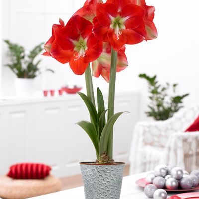 Van Zyverden Monaco Amaryllis Plant Kit with Shell Metal Cachepot