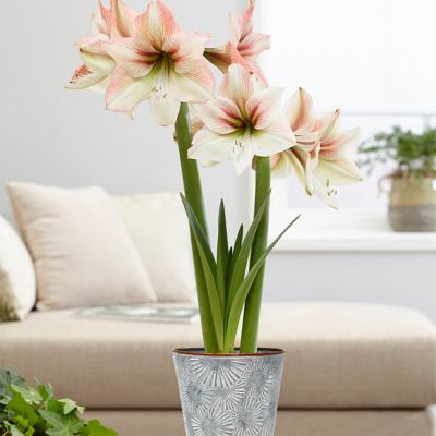 Van Zyverden Amore Amaryllis Plant Kit with Flower Burst Metal Cachepot