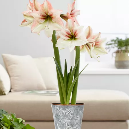 Van Zyverden Amore Amaryllis Plant Kit with Metal Flower Pot Planter Perennials