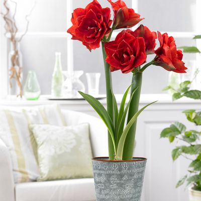 Van Zyverden Cherry Nymph Amaryllis Plant Kit with Southwest Metal Cachepot