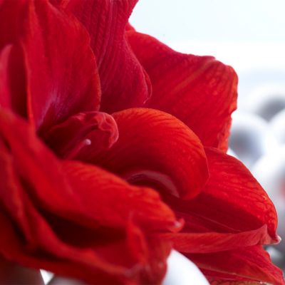 Image showing  Cherry Nymph Amaryllis Plant Kit with Southwest Metal Cachepot