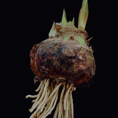 Image showing  Cherry Nymph Amaryllis Plant Kit with Southwest Metal Cachepot