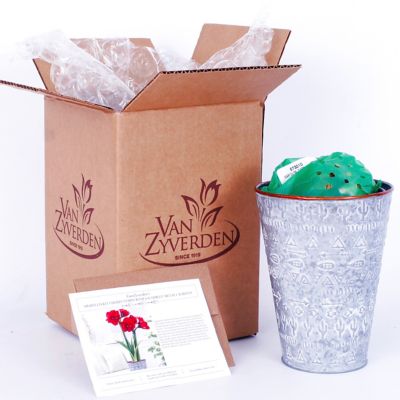 Image showing  Cherry Nymph Amaryllis Plant Kit with Southwest Metal Cachepot