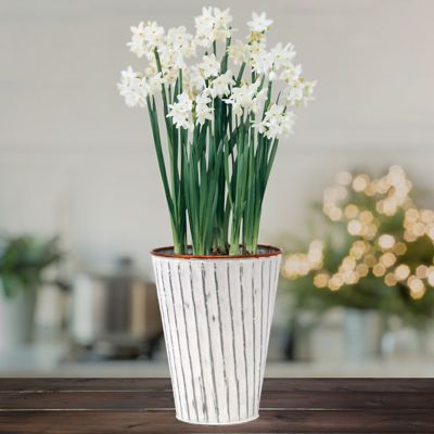 Van Zyverden Paperwhite Narcissus Plant Kit with White Chalk Metal Cachepot, 4 Bulbs