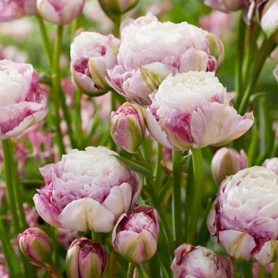 Van Zyverden Double Surprise Tulip Plant, 12 Bulbs
