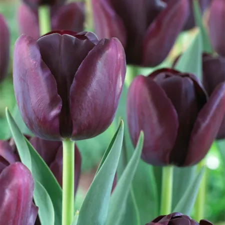 Van Zyverden Large Queen of Night Tulip Plant 12 Bulbs Perennials