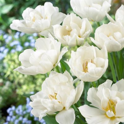 Van Zyverden Popcorn Tulip Plant, 25 Bulbs