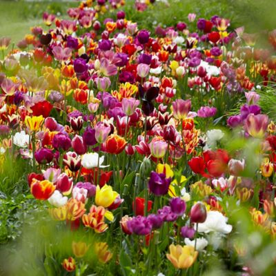 Van Zyverden Economy Medley Tulip Plant Mix, 25 Bulbs