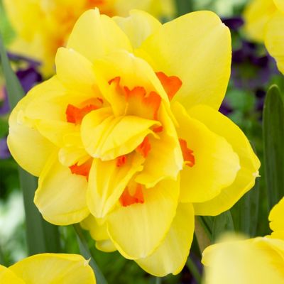 Van Zyverden Tahiti Daffodil Plant, 12 Bulbs