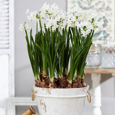 Van Zyverden Paperwhite Plant, 25 Bulbs
