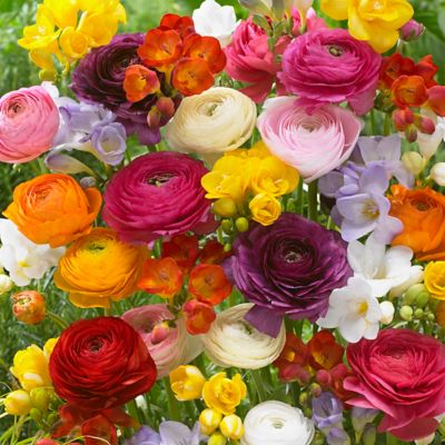 Van Zyverden 4 in. Potted Grand Freesia and Ranunculus Blend Flowers, 75 Bulbs