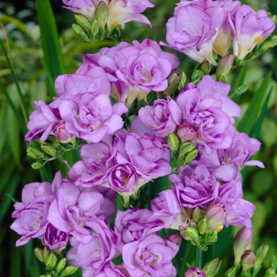 Van Zyverden Lavender Double Blooming Freesia Plant, 25 Bulbs